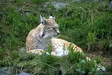 Photographie d'un lynx couché et somnolant