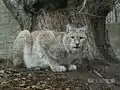 Lynx.