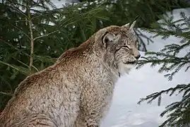Lynx
