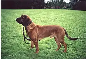 Chien de rouge du Hanovre