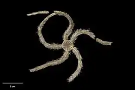 Ophiotreta larissae.