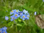 Myosotis alpestre.