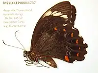 Papilio aegeus mâle, ailes repliées