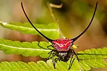 Gasteracantha arcuata (macracantha arcuata)
