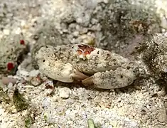 Macromedaeus nudipes