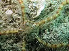 Macrophiothrix rhabdota