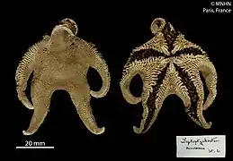 Macroptychaster accrescens (MNHN)