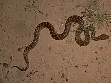 Madagascarophis colubrinus.