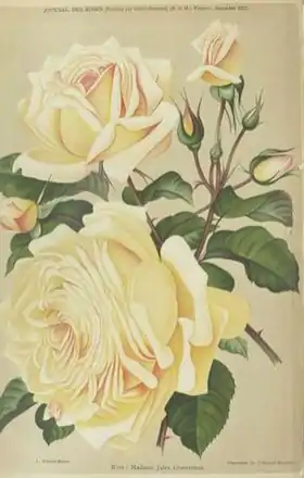 Image illustrative de l’article Madame Jules Gravereaux