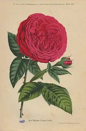 Image illustrative de l’article Madame Scipion Cochet