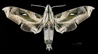 Avers du mâle (coll.MHNT)