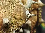 Œuf sur la plante hôte