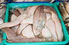 Cynoglossus cynoglossus