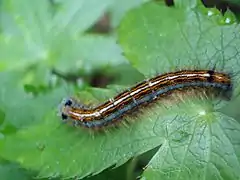 Les chenilles de Malacosoma neustria sont brunes à rayures bleues, orange et blanches.