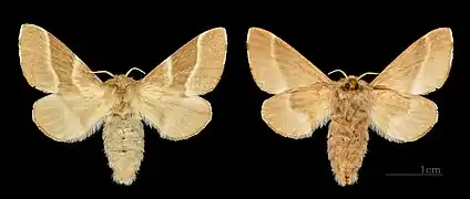 Les deux faces d'une femelle - Muséum de Toulouse