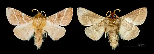 Les deux faces d'un mâle - Muséum de Toulouse