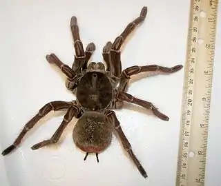 Theraphosa blondi