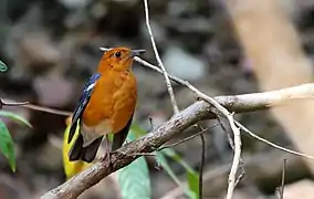 Un mâle aperçu dans le sanctuaire de la vie sauvage de la Cauvery, en Inde.