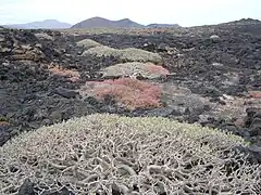 Les Euphorbia balsamifera, colonisent le Malpais.