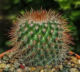 M. spinosissima var. rubrispina  'Super Red'.
