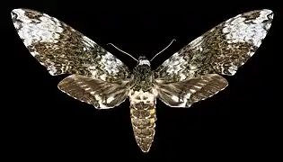 Avers de la femelle (coll.MHNT)