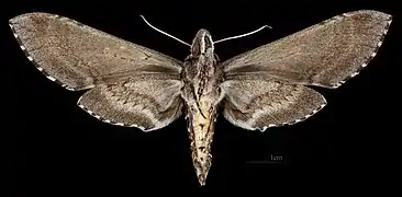 Manduca diffissa zischkai revers du mâle