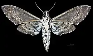 revers du mâle (coll.MHNT)