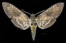 Manduca sexta jamaicensis Face dorsale ♀