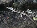 Scinque Emoia atrocostata