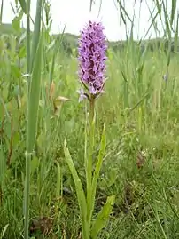 Orchis incarnat