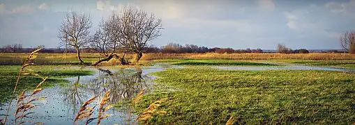 Marais de Varreville en hiver.