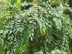 Épanouissement de la plante en hauteur (fleur en bas à gauche).
