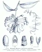 Planche botanique de 1900.