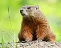Une Marmota monax sur le campus de l'Université Laval, Québec. Juin 2019.