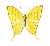 Marpesia harmonia