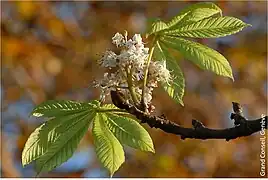 Feuilles du marronnier officiel.