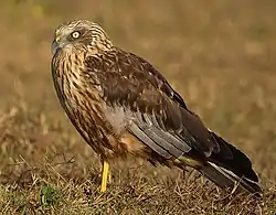 Vue d'un rapace posé au sol sur fond d'herbes sèches.