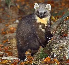 Martre des pins (M. martes)