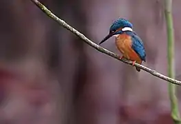 Martin-pêcheur observant sa future proie