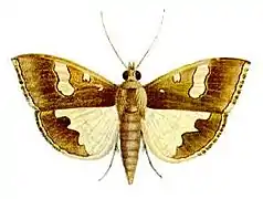 Maruca vitrata
