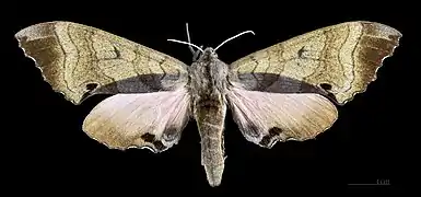 Marumba gaschkewitschii echephron ♀  MHNT