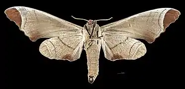 Revers du mâle(coll.MHNT)