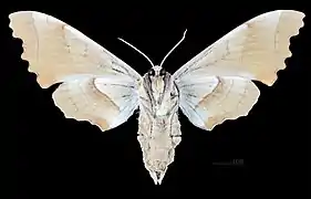 Femelle -Revers MHNT