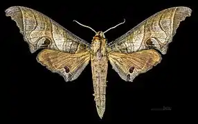 Avers du mâle (coll.MHNT)