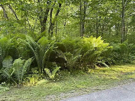 Matteuccia struthiopteris, Sainte-Anne-de-la-Pérade, Québec, Canada