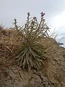 Matthiola maderensis.