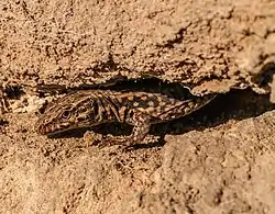 Mâle sur le seuil de son abri de terre (Rhénanie-Palatinat, Allemagne, 20 mars 2012).