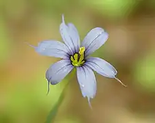 Sisyrinchium angustifolium