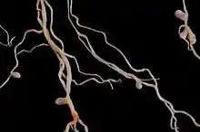 nodosités sur des racines de luzerne cultivée