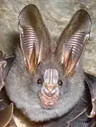 Le Mégaderme spasma (en) (Megaderma spasma), un Megadermatidae.